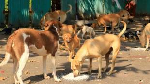 Badlapur Stray Dog Shelter | बदलापूर भटक्या श्वानांसाठी निवारा