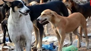 stray-dog-attacks-child-in-shrivardhan-rising-dog-bite-cases-in-raigad-district