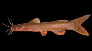 Tejas Thackeray discovers new fish species Amblyceps Vayuvya | तेजस ठाकरे यांनी शोधली शिंगळा माशाची नवीन प्रजात अमलीसेप्स वायव्य