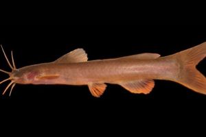 Martyr Agniveer Akshay Laxman Gawate