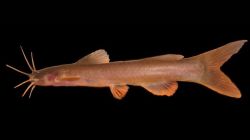 तेजस ठाकरे यांची जंगल शोधमोहीम…सह्याद्रीच्या खोऱ्यात शिंगळा माशाच्या नवीन प्रजातीचा शोध