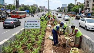 Thane Municipal Corporation bamboo plantation drive | Ghodbunder road pollution control project | TMC Tree Census 2026 GPS technology | Bamboo green wall Thane highways