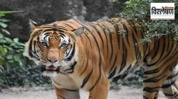 विश्लेषण : वाघानेच बछड्याला मारून खाल्ले… मध्य प्रदेशातील अलीकडची घटना दुर्मीळ का नाही?