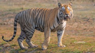 bandu-dhotre-hunger-strike-chandrapur-lohardongri-iron-mine-man-animal-conflict-brahmapuri-forest