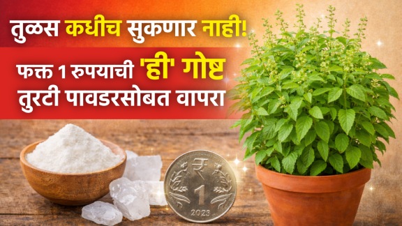 tulsi plant leaves drying reason tulsi khat turti powder and shampoo for green healthy tulsi