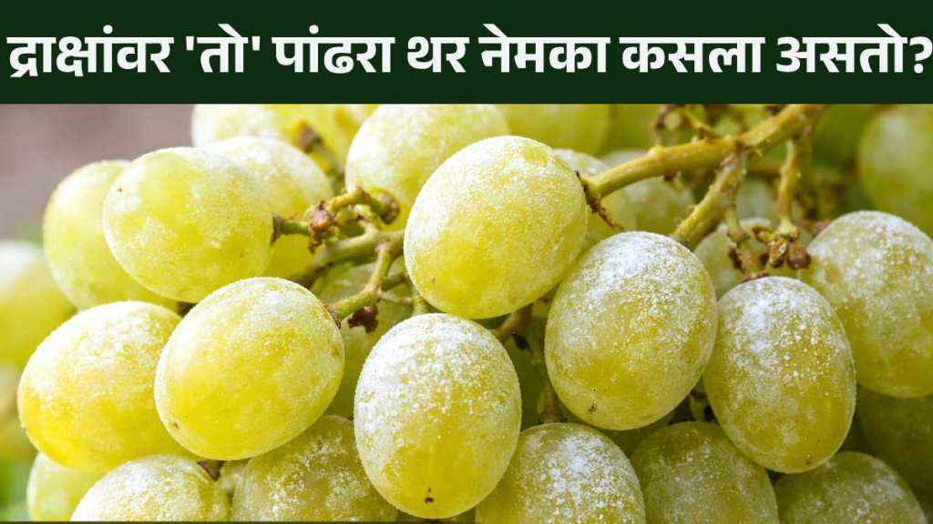 How to clean white powder from grapes How to clean white powder from grapes