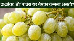 द्राक्षांवरील पांढरी पावडर न धुता ती खाल्ल्यास पडाल आजारी; धुण्याची योग्य पद्धत काय? घ्या जाणून