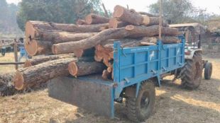 yavatmal-illegal-teak-wood-cutting-scandal-big-officials-under-radar
