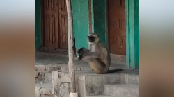 निशाणा हा ‘चुकला’ ना! माकडाच्या हुलकावणीने थेट माणसाला लागला डार्ट; भवानीत अजब थरार