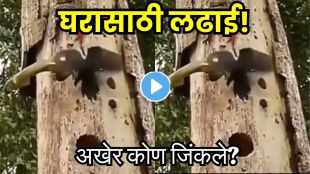 Snake Vs Woodpeckers Fight Video
