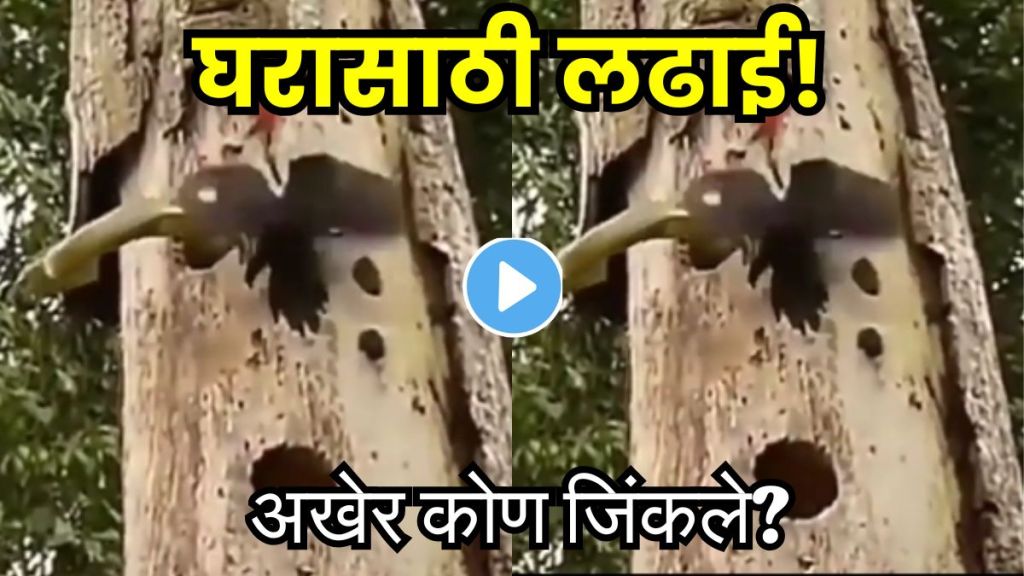 Snake Vs Woodpeckers Fight Video Snake Vs Woodpeckers Fight Video