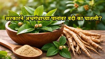 अश्वगंधाच्या पानांवर बंदी का? FSSAI चा मोठा निर्णय; त्यामागची कारणे काय?