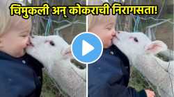 चिमुकली अन् बकरीच्या कोकराची निरागसता! एकमेकांना भेटताच काय केलं एकदा पाहा, video पाहून येईल हसू
