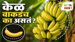 केळीचा आकार सरळ नसून वाकडा का असतो? या वाढीमागचं नेमकं कारण जाणून थक्क व्हाल!