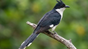 chatak-bird-arrival-krishna-river-sangli-early-monsoon-signals-maharashtra-weather-update