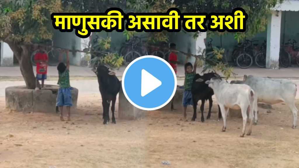 Child Feeding Cow Video Child Feeding Cow Video