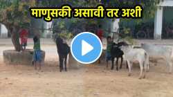 ‘कलियुगचा कृष्ण’, भुकेलेल्या गाईंसाठी चिमुकल्यानी काय केलं पाहा, मन जिंकणारा VIDEO