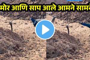 Cobra VS Peacock Viral Video