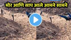 मोरासमोर फणा पसरुन उभा राहिला भलामोठा किंग कोब्रा, दोन शत्रुंमध्ये पुढे काय घडलं? पाहा धडकी भरवणारा VIDEO