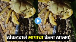 बापरे! खेकड्याने सापाचा खेळ केला खल्लास, डोकं फोडून काकडीसारखं कुरतडलं अन् VIDEO पाहून उडतील होश!