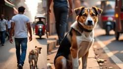 मुंबईत ४५ वर्षीय व्यक्तीने कुत्र्यावर केले लैंगिक अत्याचार, अशा घटनांसाठी भारतीय कायद्यात नेमकी शिक्षेची तरतूद काय?