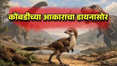 संशोधकांना सापडले कोंबडीच्या आकाराच्या डायनासोरचे जीवाश्म