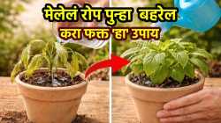 मेलेलं रोप पुन्हा नव्याने बहरेल; करा फक्त तांदळ अन् बेकिंग सोड्याचा ‘हा’ एक स्वस्त उपाय