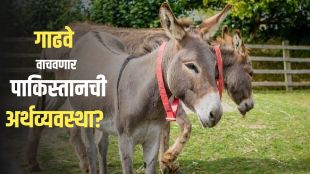 Pakistan Approves Donkey Meat and Hide Export to China