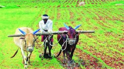 युरियाची गोणी ३० किलो करण्याच्या कृषिमंत्र्यांच्या मागणीवर संघटनांची टिकेची झोड