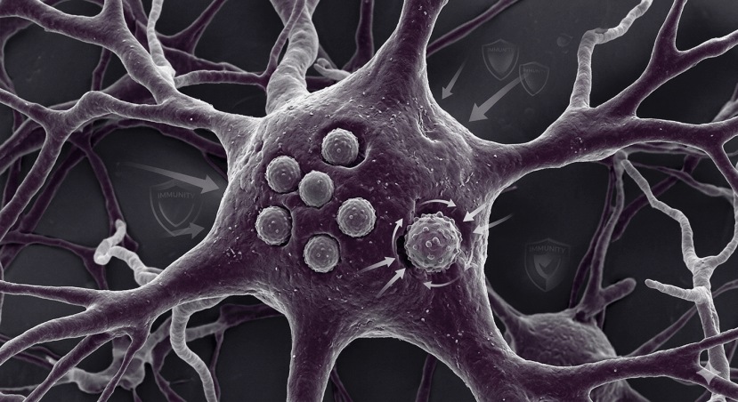 Kissing Disease New Virus