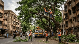 BMC tree trimming drive Mumbai monsoon | Mumbai Municipal Corporation garden department tree cutting | dangerous trees survey Mumbai | Mumbai pre monsoon preparations 2026