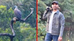‘सह्याद्री’त दुर्मीळ राखाडी डोक्याच्या मत्स्य गरुडाचे दर्शन; नामशेष होण्याच्या मार्गावरील शिकारी गरुडाची नोंद; पक्षीप्रेमींत आनंद
