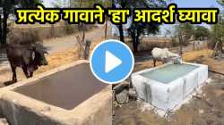प्रत्येक गावाने ‘हा’ आदर्श घ्यावा; कडक उन्हात तरुणांनी तहानलेल्या जनावरांसाठी काय केलं? पाहा कौतुकास्पद VIDEO