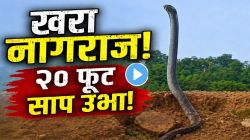 “हा तर खरा नागराज आहे!” फणा फडफडवत माणसासारखा उभा राहिला २० फूट साप; VIDEO पाहून तुम्हीही थरथर कापाल