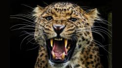 शिर्डीजवळ बिबट्याच्या हल्ल्यात डॉक्टरसह तिघे जखमी