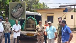 राजापुरात विहिरीत पडलेल्या बिबट्याची सुखरूप सुटका; वनविभागाची चपळ कारवाई