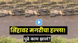 जंगलाचा राजा संकटात! नदी पार करताना सिंहावर अचानक हल्ला; मगरीने खेचलं खाली, पुढे काय झालं पाहून उडेल थरकाप