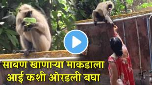 Viral Video Mom scolds monkey