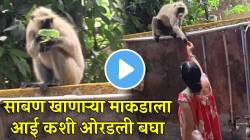 आई म्हणजे आईच! साबण खाणाऱ्या माकडाला कशी ओरडली बघाच; VIDEO होतोय जोरदार व्हायरल