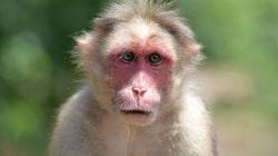 US Sailor Monkey Attack: “थेट गोळ्या घाला”, ट्रम्प यांच्या आदेशाला माकडाचा खोडा; होर्मुझकडे निघालेल्या युद्धनौकेतील नाविक गंभीर जखमी, नेमकं घडलं काय?