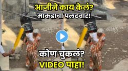 वय नाही, वागणं ठरवतं आदर! शांत बसलेल्या माकडाबरोबर आजीनं काय केलं? पुढे माकडानेच केला गेम; VIDEO पाहून ठरवा चूक कुणाची!