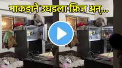 घरात घुसलं माकड, फ्रिज उघडला अन् असं काही केलं की…; पाहा VIRAL VIDEO