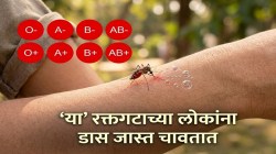 ‘या’ ब्लड ग्रुपच्या लोकांना डास जास्त चावतात; कारण जाणून घेतल्यावर तुम्हीही चकित व्हाल!