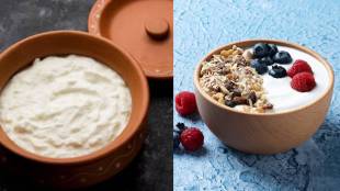 Curd vs yogurt difference which is healthier