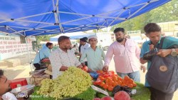 तुर्कीतील ‘मिनी’ संत्री बाजारात…