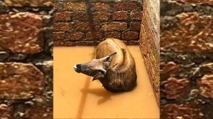 Bison rescue operation in Sangmeshwar Ratnagiri | Forest department saving wild animal from well | Tural Harekarwadi wildlife news | Ratnagiri Forest Department rescue mission