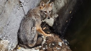Fox rescue operation in Sangli Miraj | Wildlife conservation Maharashtra Forest Department | Wild animal fallen in well rescue video | Fox safety during summer Sangli news