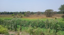 डोंबिवलीत भूमाफियांचा ‘विषप्रयोग’; तणनाशक मारून कोपरचा हरितपट्टा नष्ट करण्याचा डाव…