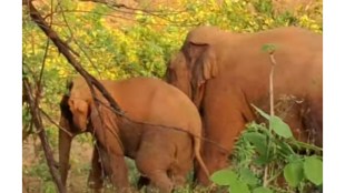 Wild elephant herd in Dodamarg Sindhudurg | West Bengal elephant expert team in Konkan | Cashew crop damage by elephants Maharashtra | Sindhudurg forest department elephant control operation
