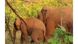 कोकणातील हत्ती नियंत्रणासाठी पश्चिम बंगालमधील तज्ञांची मदत